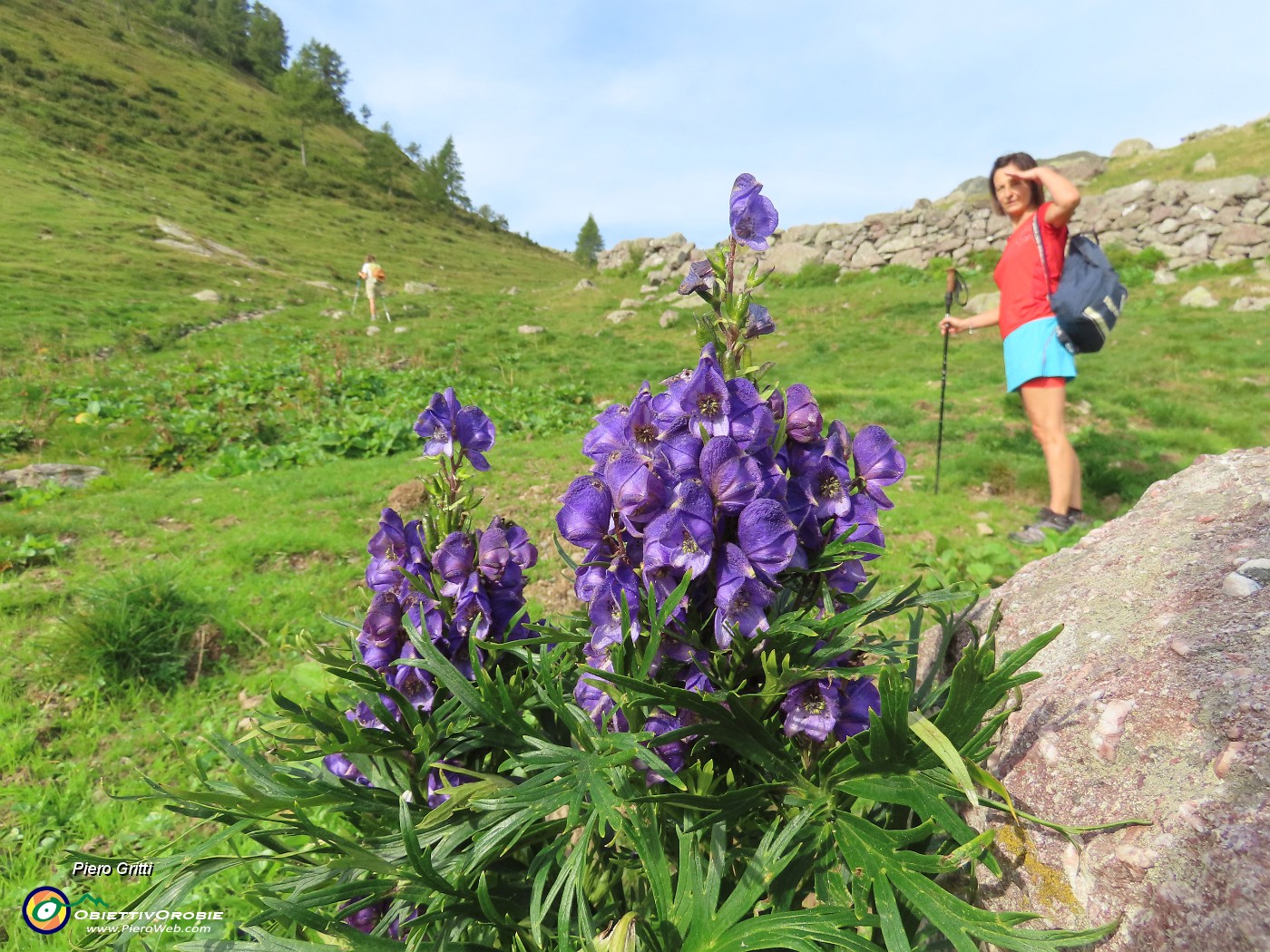 24 Debotra colta di nuovo con l'Aconitum napellus (Aconito napello) ...velenoso.JPG